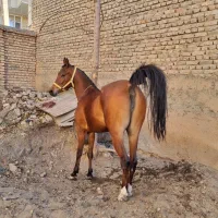 مادیان ۲ساله و نیم