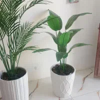 انواع درختچه قیمت از 800 تومن ب بالا