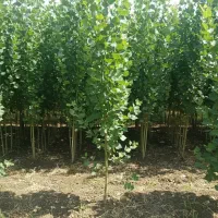 فروش نهال گردو ژنوتیپ|خدمات باغبانی و درختکاری|اردبیل, |دیوار