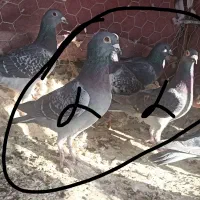 مسافتی|پرنده|زهک, |دیوار