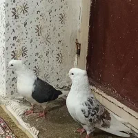 کبوتر|پرنده|چگنی, |دیوار