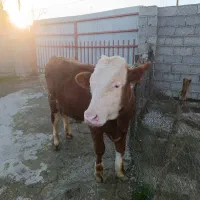 سیمینتال|حیوانات مزرعه|رشت, نامجو|دیوار