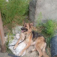 سگ ژرمن گمشده|حیوانات|تویسرکان, |دیوار