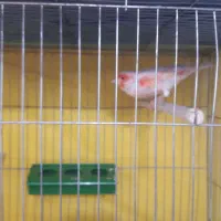 فروش انواع قناریهای مست مست درتنوع رنگ بالا|پرنده|بندر ماهشهر, |دیوار