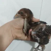 یک جفت جوجه لاری|حیوانات مزرعه|مشگین شهر, |دیوار