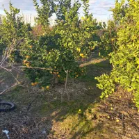 زمین باغی ۲۸۰۰متر واقع در طبقده|فروش زمین و ملک کلنگی|طبقده, |دیوار