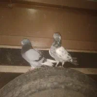 گمشده پیرانشهر کونه خانه|حیوانات|مهاباد (آذربایجان غربی), |دیوار