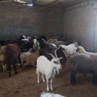 بره نر چاق|حیوانات مزرعه|بوئین و میاندشت, |دیوار