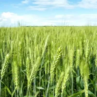 اجاره زمین کشاورزی