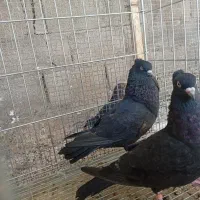 جفت کبوتر زاغ شرط ملاق