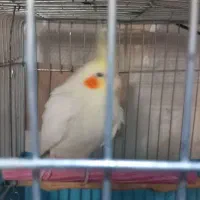 ۳ عدد عروس هلندی|پرنده|باقرشهر, |دیوار