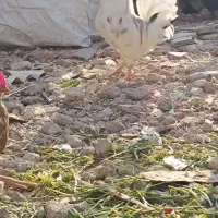 گلین خروس|حیوانات مزرعه|چرداول, |دیوار