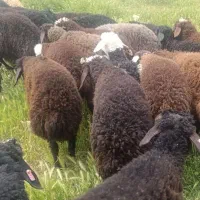 بره میش،توقلی قربانی ونگهداری