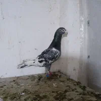 کبوتر|پرنده|نگین شهر, |دیوار