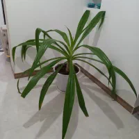گل طبیعی