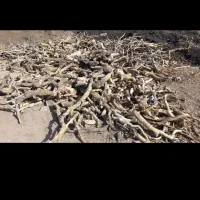 خرید چوب پسته وهر چوب مناسب برای ذغال