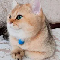 گربه بریتیش گلد نر ۷ ماهه و ۲ ماهه