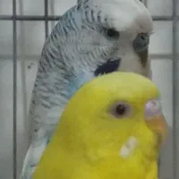 مرغ عشق انگلیسی و فنچ نرگسی تخمی