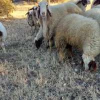 قوچ سنجابی بختیاری دورگه|حیوانات مزرعه|گهواره, |دیوار