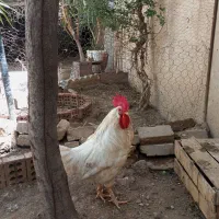 مرغ و خروس سفید