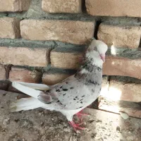 کبوتر سرور|پرنده|گمیشان, |دیوار