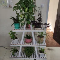 استند گل|گل و گیاه طبیعی|شیراز, شهرک مهدی‌آباد|دیوار