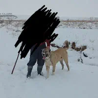 سگ اصیل گله