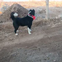 واگذاری توله