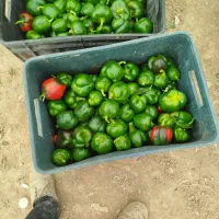 فلفل دلمه ای