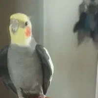 عروس هلندی گمشده