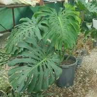 گل وگیاه مانسترا.گل و گیاه گلخانه