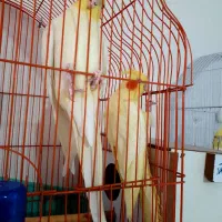 یک جفت عروس هلندی بفروش میرسد|پرنده|اهر, |دیوار