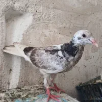 قهوه ای دمسفیدماده..چنتاسرور..طوقی|پرنده|شیراز, پودنک|دیوار