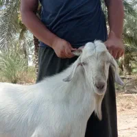 بز نر