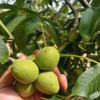 انواع نهال گردو پربار