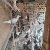 خارا کاکلی نر