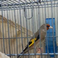 سهره کرمونی کت انداز