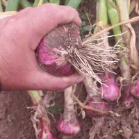 سیر|خوردنی و آشامیدنی|اسلام آباد, |دیوار