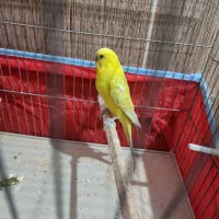 مرغ عشق با جوجه