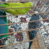 مرغ عشق گمشده در دهگلان|پرنده|دهگلان, |دیوار