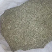 کاه خار شتر|عمده‌فروشی|فیروزه, |دیوار