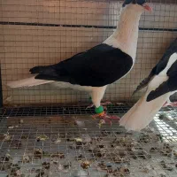 کفتر ساده سیاه افغانی