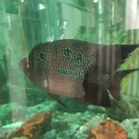 ماهی فلاور|ماهی|اصفهان, میرعماد|دیوار