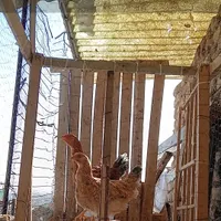 جوجه مرغ خروس