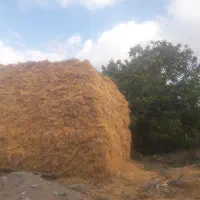 علف دست بسته شده ۱۰۰۰عدد برای فوروش