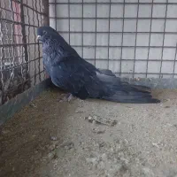 سرور هفترنگ