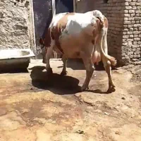گاو سیمینتال شیری