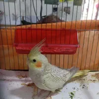 عروس هلندی  رام