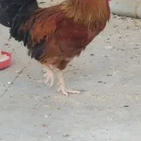 خروس جوان یک ساله|حیوانات مزرعه|ملکآباد, |دیوار