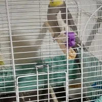 طوطی عروس و مرغ عشق